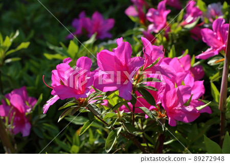 Red colored Japanese Azalea, Tsutsuji, flowering bushes in Tokyo Japan. Red colored Japanese Azalea, Tsutsuji, flowering bushes in Tokyo Japan. 89272948