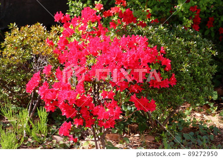 Red colored Japanese Azalea, Tsutsuji, flowering bushes in Tokyo Japan. Red colored Japanese Azalea, Tsutsuji, flowering bushes in Tokyo Japan. 89272950