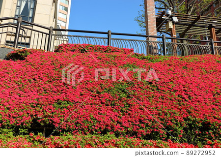 Red colored Japanese Azalea, Tsutsuji, flowering bushes in Tokyo Japan. Red colored Japanese Azalea, Tsutsuji, flowering bushes in Tokyo Japan. 89272952