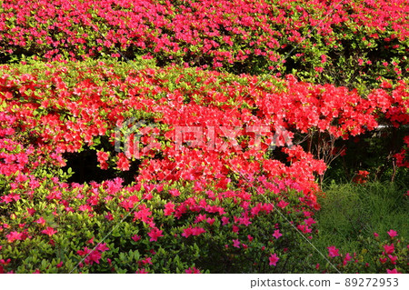 Red colored Japanese Azalea, Tsutsuji, flowering bushes in Tokyo Japan. Red colored Japanese Azalea, Tsutsuji, flowering bushes in Tokyo Japan. 89272953