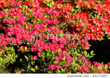Red colored Japanese Azalea, Tsutsuji, flowering bushes in Tokyo Japan. Red colored Japanese Azalea, Tsutsuji, flowering bushes in Tokyo Japan. 89272954