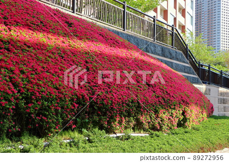 Red colored Japanese Azalea, Tsutsuji, flowering bushes in Tokyo Japan. Red colored Japanese Azalea, Tsutsuji, flowering bushes in Tokyo Japan. 89272956
