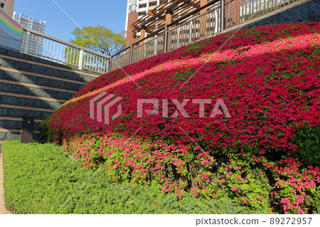 Red colored Japanese Azalea, Tsutsuji, flowering bushes in Tokyo Japan. 89272957