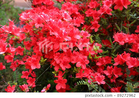 Red colored Japanese Azalea, Tsutsuji, flowering bushes in Tokyo Japan. Red colored Japanese Azalea, Tsutsuji, flowering bushes in Tokyo Japan. 89272962