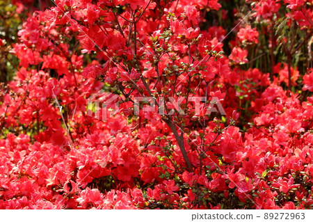 Red colored Japanese Azalea, Tsutsuji, flowering bushes in Tokyo Japan. Red colored Japanese Azalea, Tsutsuji, flowering bushes in Tokyo Japan. 89272963