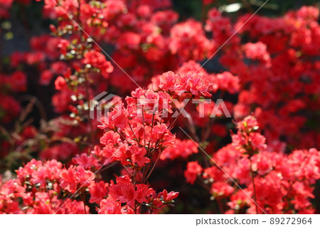 Red colored Japanese Azalea, Tsutsuji, flowering bushes in Tokyo Japan. Red colored Japanese Azalea, Tsutsuji, flowering bushes in Tokyo Japan. 89272964