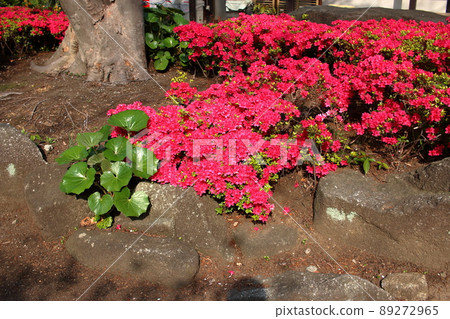 Red colored Japanese Azalea, Tsutsuji, flowering bushes in Tokyo Japan. Red colored Japanese Azalea, Tsutsuji, flowering bushes in Tokyo Japan. 89272965