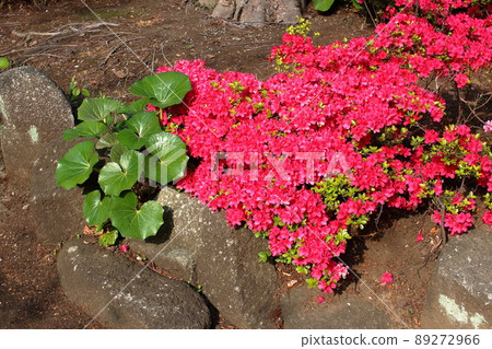 Red colored Japanese Azalea, Tsutsuji, flowering bushes in Tokyo Japan. 89272966
