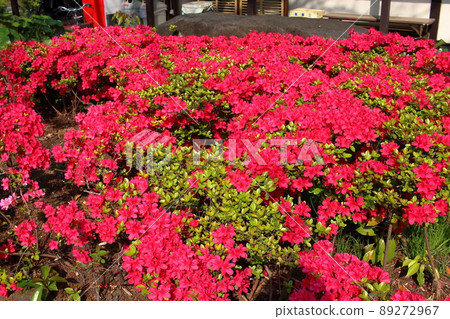 Red colored Japanese Azalea, Tsutsuji, flowering bushes in Tokyo Japan. Red colored Japanese Azalea, Tsutsuji, flowering bushes in Tokyo Japan. 89272967