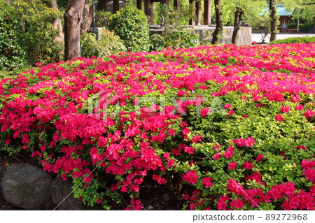 Red colored Japanese Azalea, Tsutsuji, flowering bushes in Tokyo Japan. Red colored Japanese Azalea, Tsutsuji, flowering bushes in Tokyo Japan. 89272968