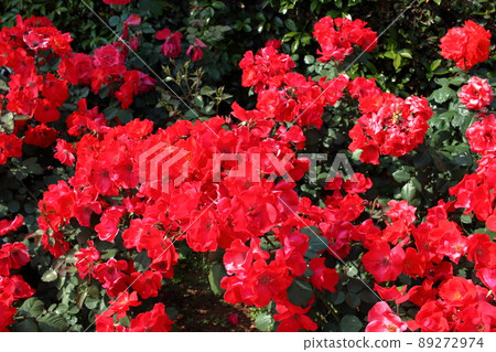 Red colored Japanese Azalea, Tsutsuji, flowering bushes in Tokyo Japan. Red colored Japanese Azalea, Tsutsuji, flowering bushes in Tokyo Japan. 89272974