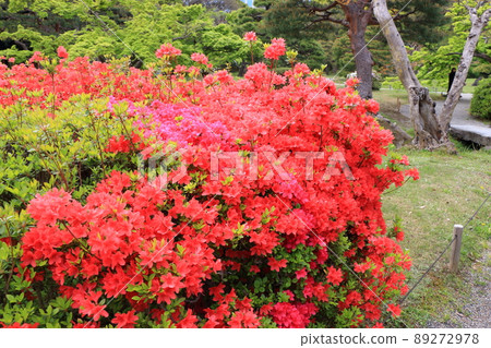 Red colored Japanese Azalea, Tsutsuji, flowering bushes in Tokyo Japan. Red colored Japanese Azalea, Tsutsuji, flowering bushes in Tokyo Japan. 89272978
