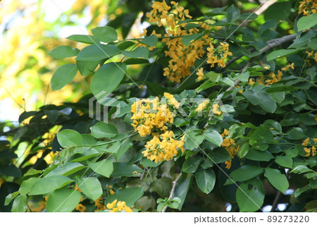 Yellow flowers of Burmese Ebony or Burma Padauk tree. 89273220