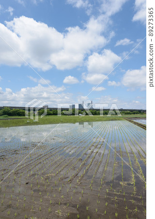 Rice paddy just after planting rice Rice paddy just after planting rice 89273365