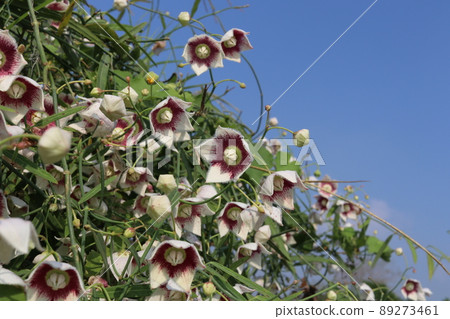 Rosy Milkweed flowers and sky. 89273461