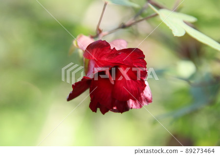 Red flower of Ceylon cotton tree blooming and blur background. 89273464
