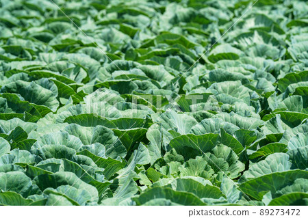 高原白菜田 89273472