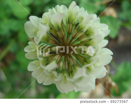 Close-up of white clover (white clover) flowers from above 89273567