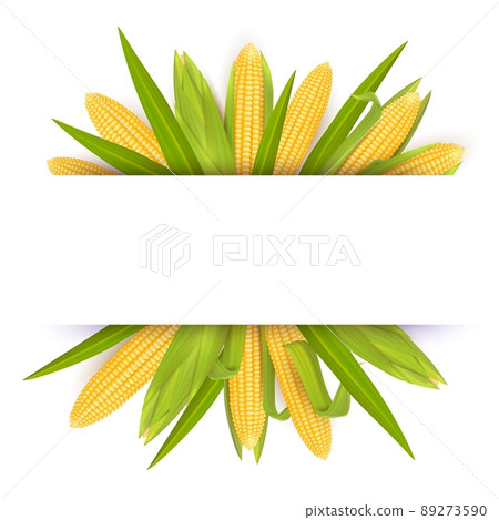 Corn frame card template, vector realistic illustration Corn frame card template, vector realistic illustration 89273590