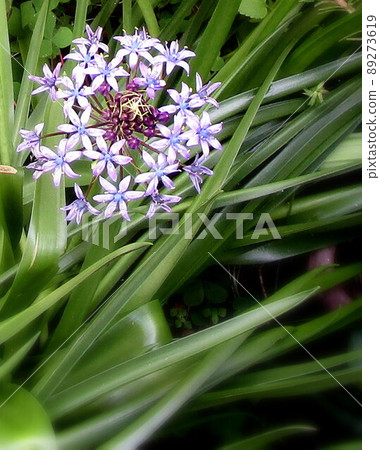 Schiller Belbiana Schiller Belbiana 89273619