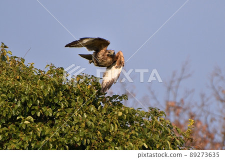 禿鷹從樹頂起飛 89273635