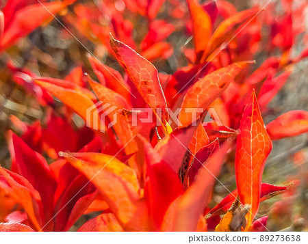 秋葉季節 89273638