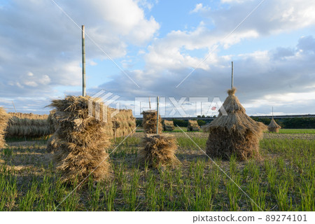 A bunch of straw and straw after harvesting rice 89274101