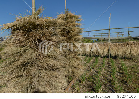 A bunch of straw and straw after harvesting rice A bunch of straw and straw after harvesting rice 89274109