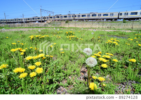 209系列列車在蒲公英盛開的內房線上運行 89274128