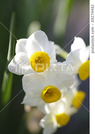 The flowers of Japanese daffodils are in bloom. 89274482