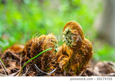 Cyrtomium falciparum 發芽了 Cyrtomium falciparum 發芽了 89274708