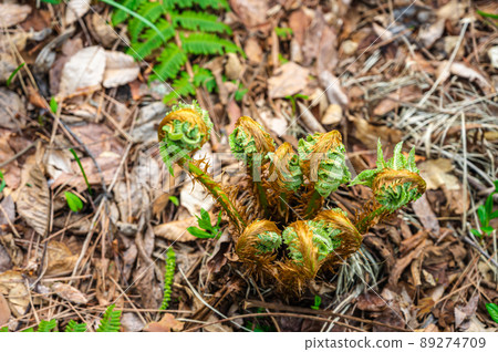 Cyrtomium falciparum 發芽了 Cyrtomium falciparum 發芽了 89274709