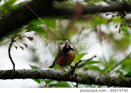 Unfortunately, I look at the cherry blossoms where the varied tit has finished blooming. 89274740