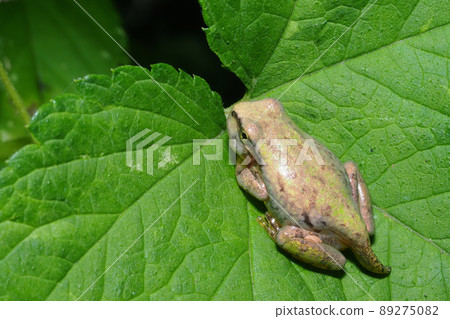 Japanese tree frog juvenile (tail) 89275082
