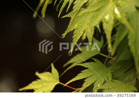 Approaching the rainy season 89275169