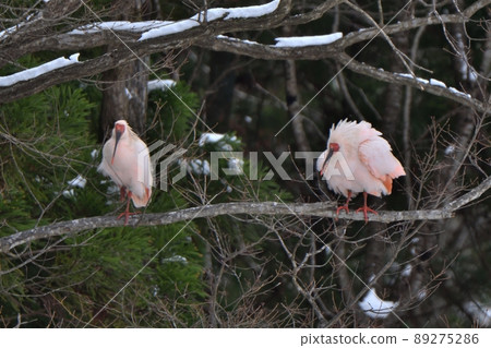 Crested ibis that inflates its feathers and becomes round Crested ibis that inflates its feathers and becomes round 89275286