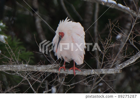 Crested ibis that inflates its feathers and becomes round Crested ibis that inflates its feathers and becomes round 89275287