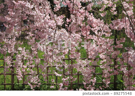 死棕色櫻桃樹 死棕色櫻桃樹 89275548