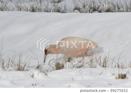 走在雪地上的土岐 89275832