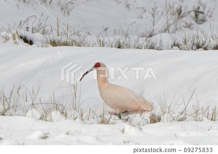 Toki walking on the snow Toki walking on the snow 89275833
