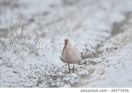 走在雪地上的土岐 89275856