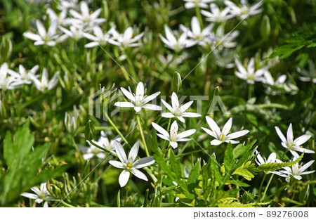 Oohuana（玉米） 89276008