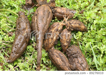 Excavated bulbs and roots of crow squirrel 89276010