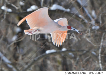 Toki在冬天飛行 89276074