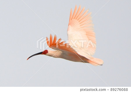 Toki flying in winter Toki flying in winter 89276088