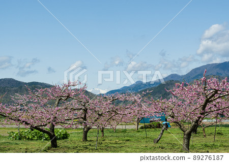 Beyond the peak of vividness and pollinated, delicious Kawanakajima Peach blossoms heading for the fruiting of white peaches Snow remains on Kashima Yari Beyond the peak of vividness and pollinated, delicious Kawanakajima Peach blossoms heading for the fruiting of white peaches Snow remains on Kashima Yari 89276187