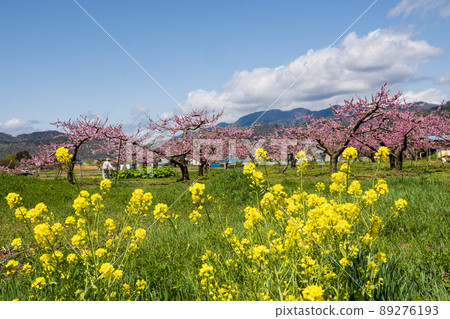 Beyond the peak of vividness and pollinated, delicious Kawanakajima peach blossoms and rape blossoms heading for the fruiting of white peaches Beyond the peak of vividness and pollinated, delicious Kawanakajima peach blossoms and rape blossoms heading for the fruiting of white peaches 89276193