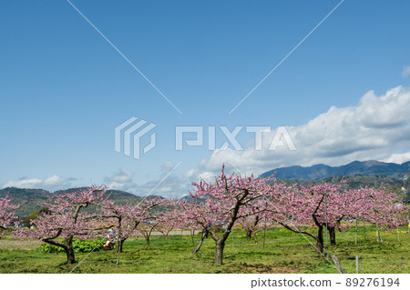 Beyond the peak of vividness and pollinated, delicious Kawanakajima peach blossoms heading for fruiting 89276194