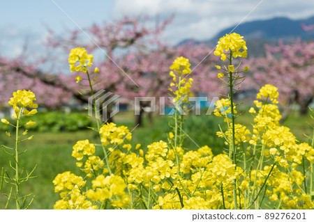 Beyond the peak of vividness and pollinated, delicious Kawanakajima peach blossoms and rape blossoms heading for the fruiting of white peaches 89276201