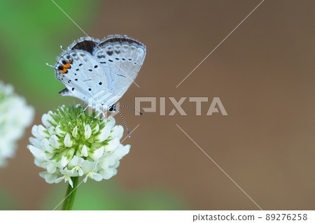 Short-tailed blue perching on a white clover flower 89276258